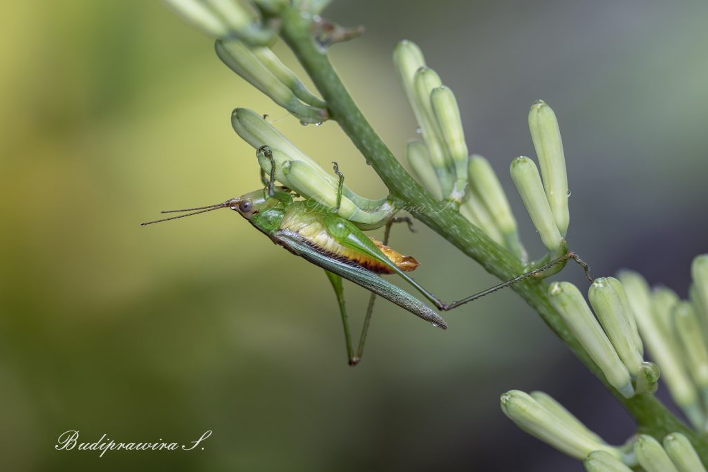 Grasshopper Nature macro photography 2DZ_0168