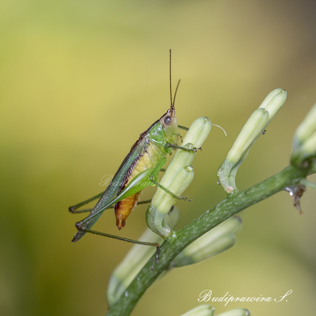 grasshopper Macro Photography Colorful Digital Print 2DZ_0174