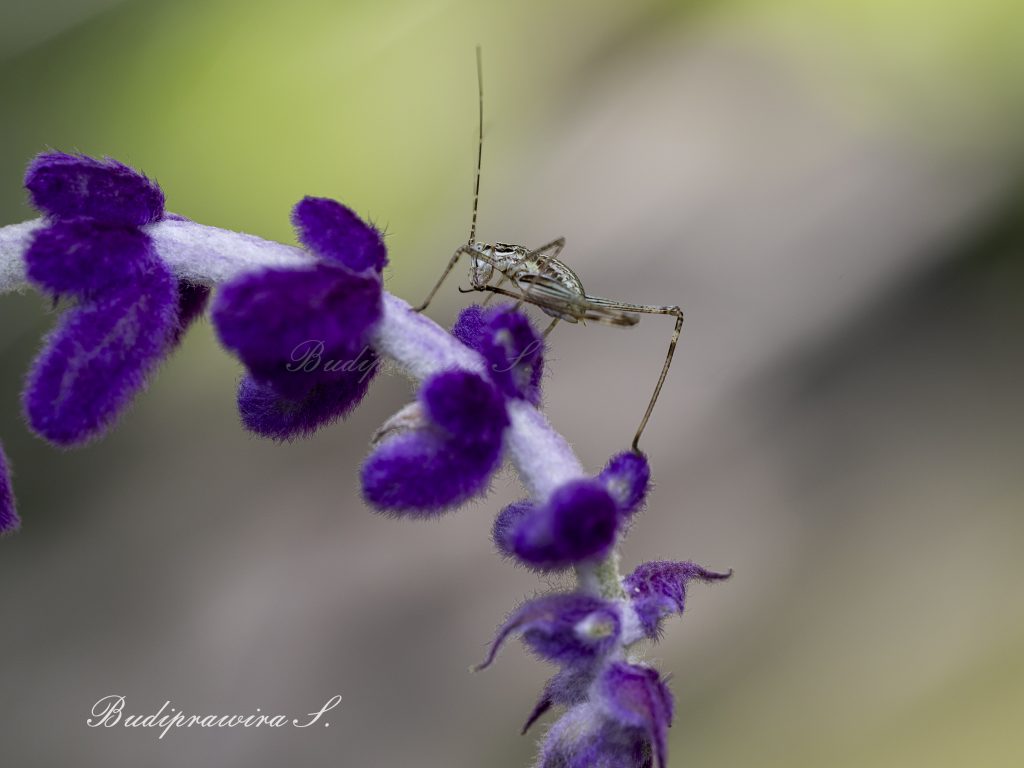grasshopper on beautiful lavender flower macro photography 2DZ_1089