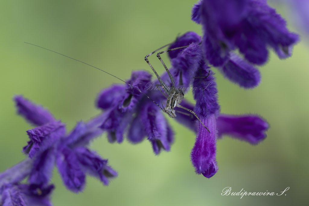 grasshopper Beautiful Nature Image macro photography 2DZ_1391