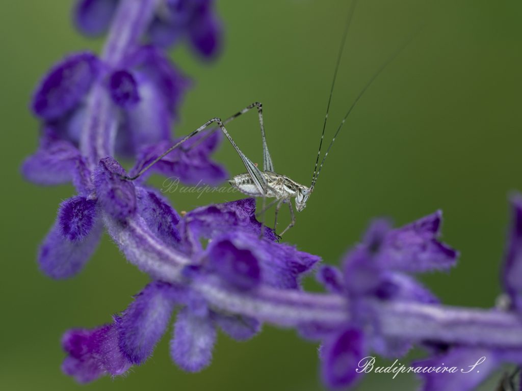 grasshopper on beautiful lavender flower Macro Photography 2DZ_1400