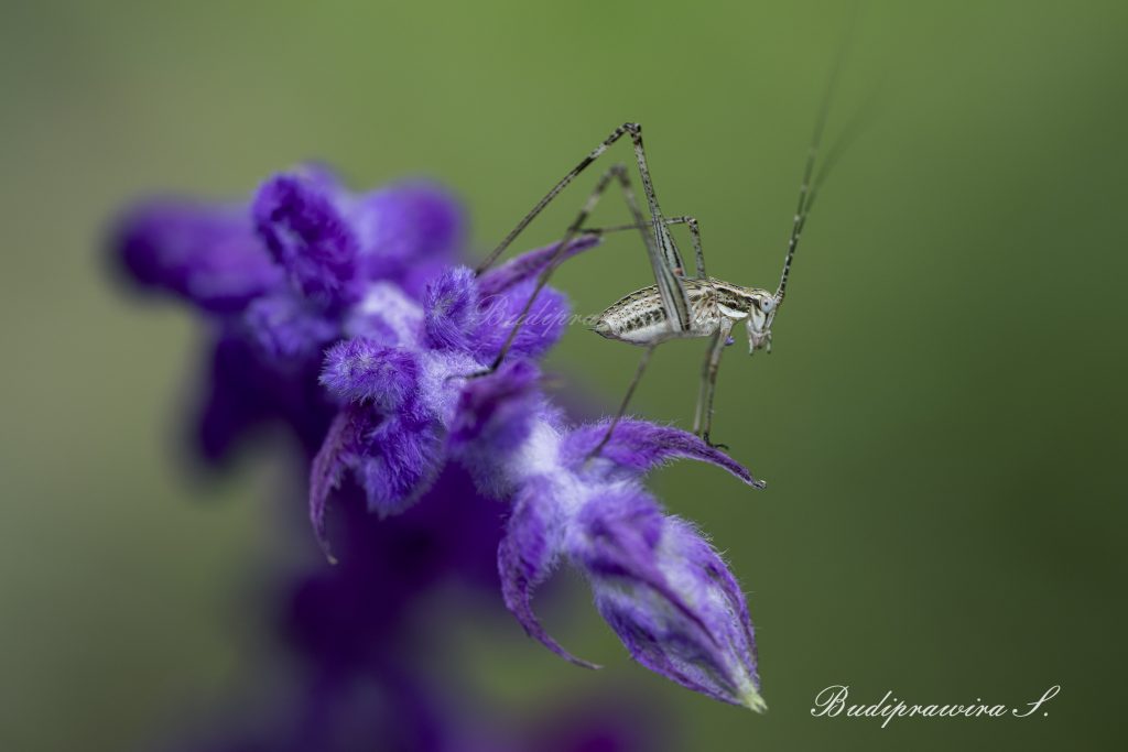 grasshopper nature print macro photography printable 2DZ_1409