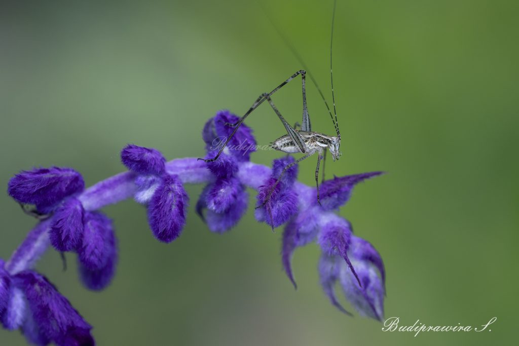 High resolution image of grasshopper on beautiful lavender flower 2DZ_1437