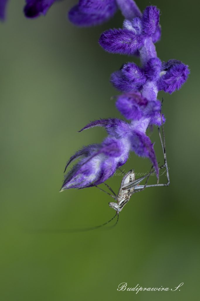 Original macro photography of grasshopper on beautiful lavender flower 2DZ_1446