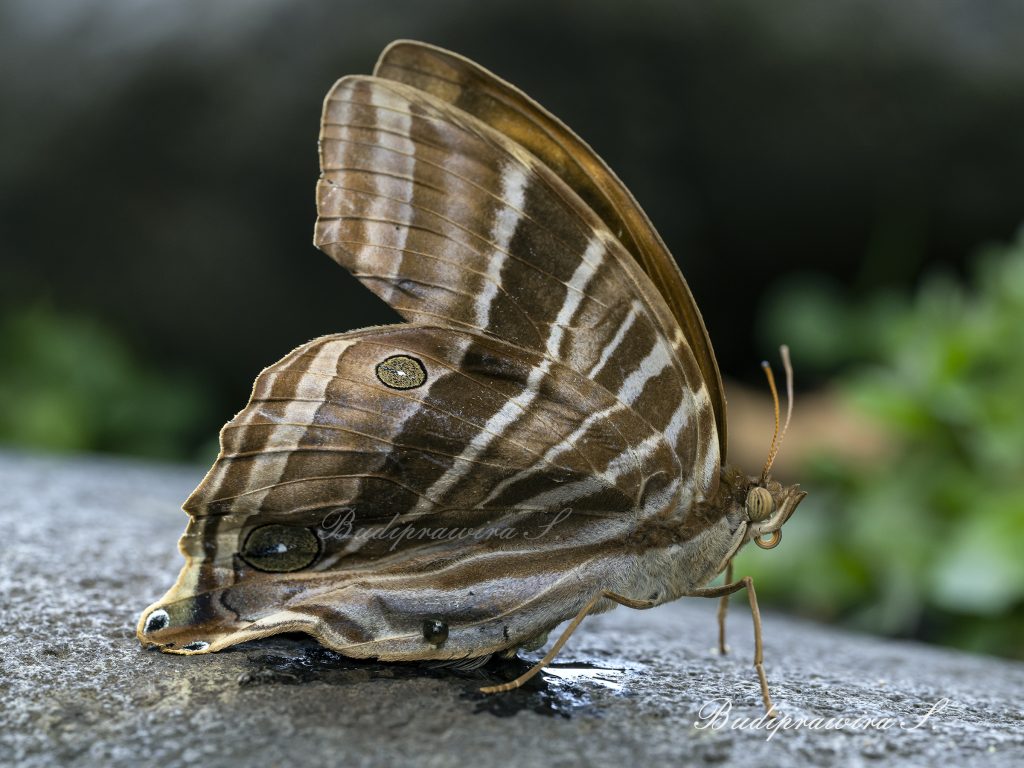 Butterfly nature print macro photography printable 2DZ_1807
