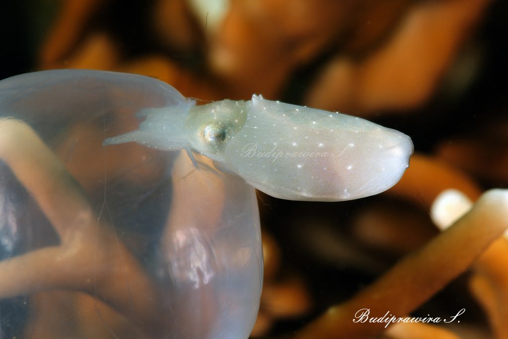 Digital Download Cuttlefish Macro Underwater Photography