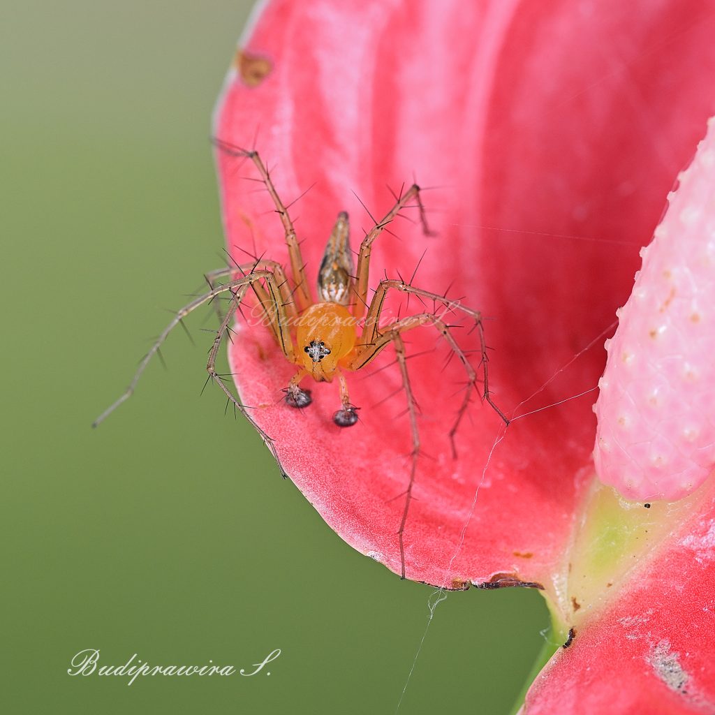 Lynx Spider macro photography
