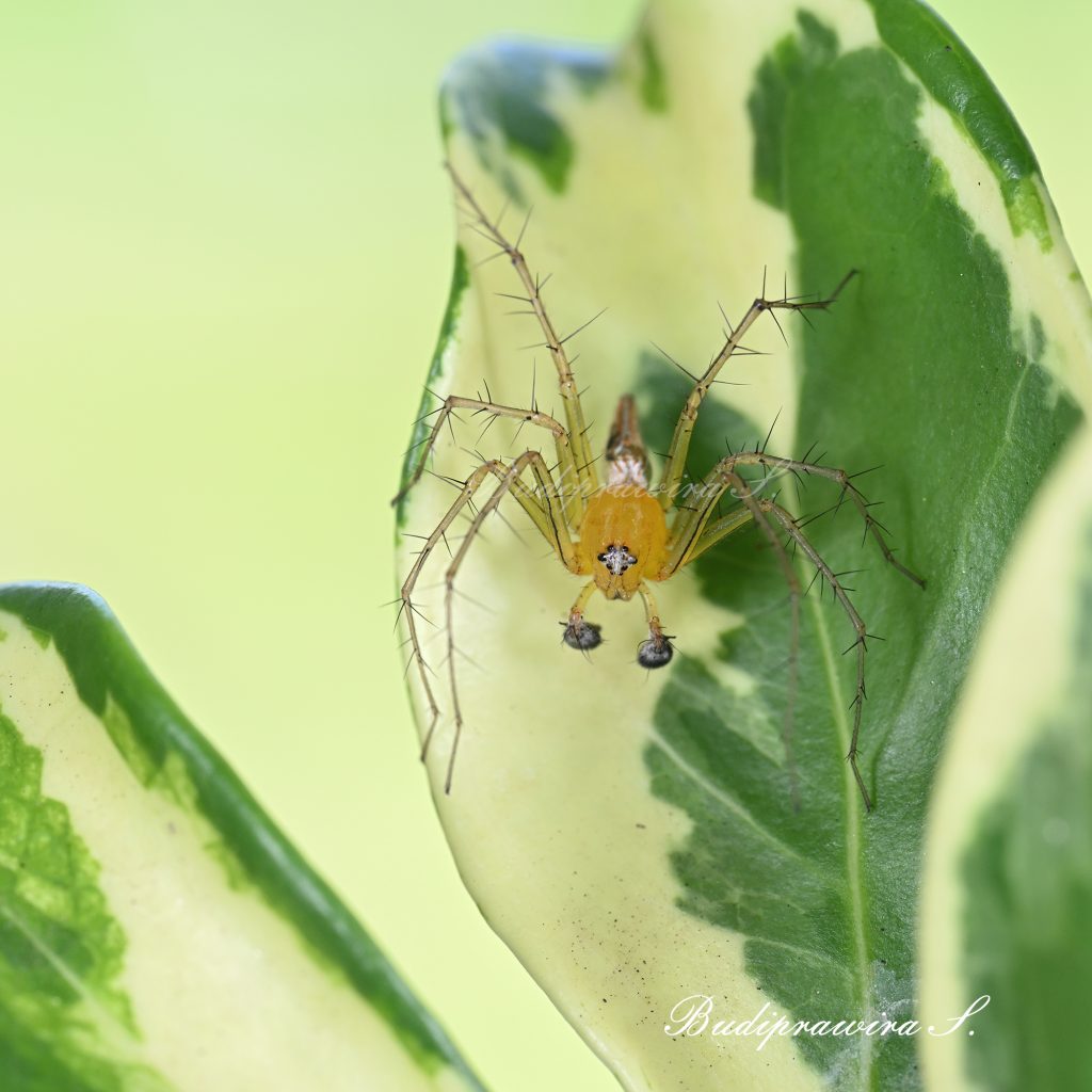 Beautiful composition of Lynx Spider macro photography 1493