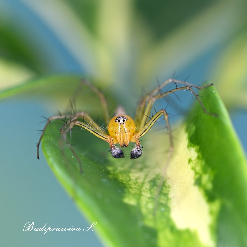 Beautiful composition of Lynx Spider macro photography 1647