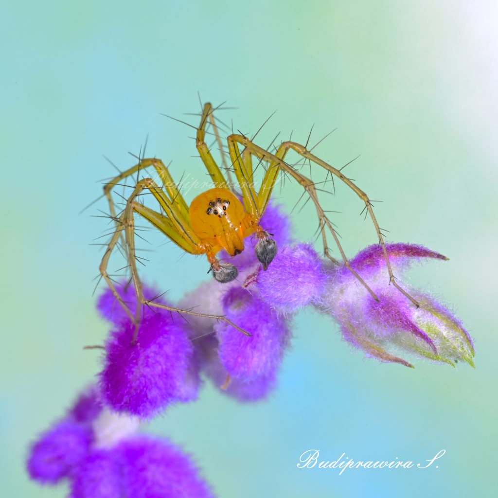 Lynx Spider macro photography 9743