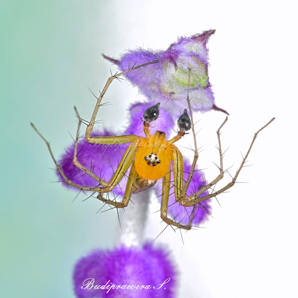 Lynx Spider macro photography 9780