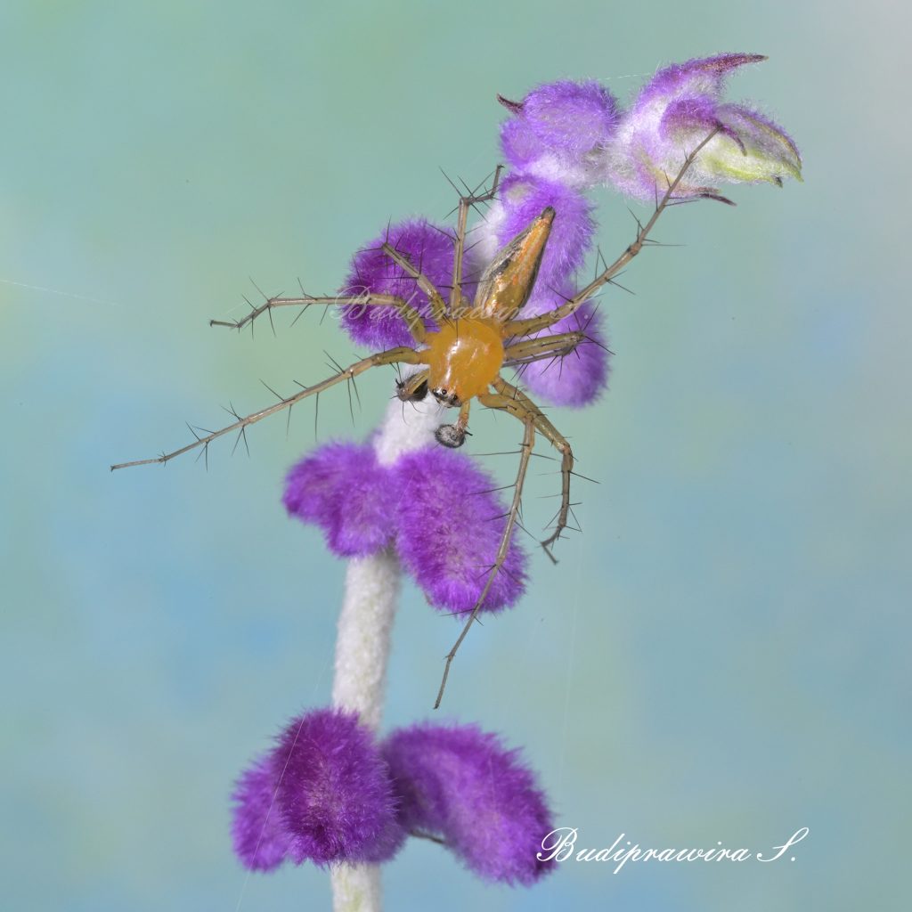 Beautiful composition of Lynx Spider macro photography 9789