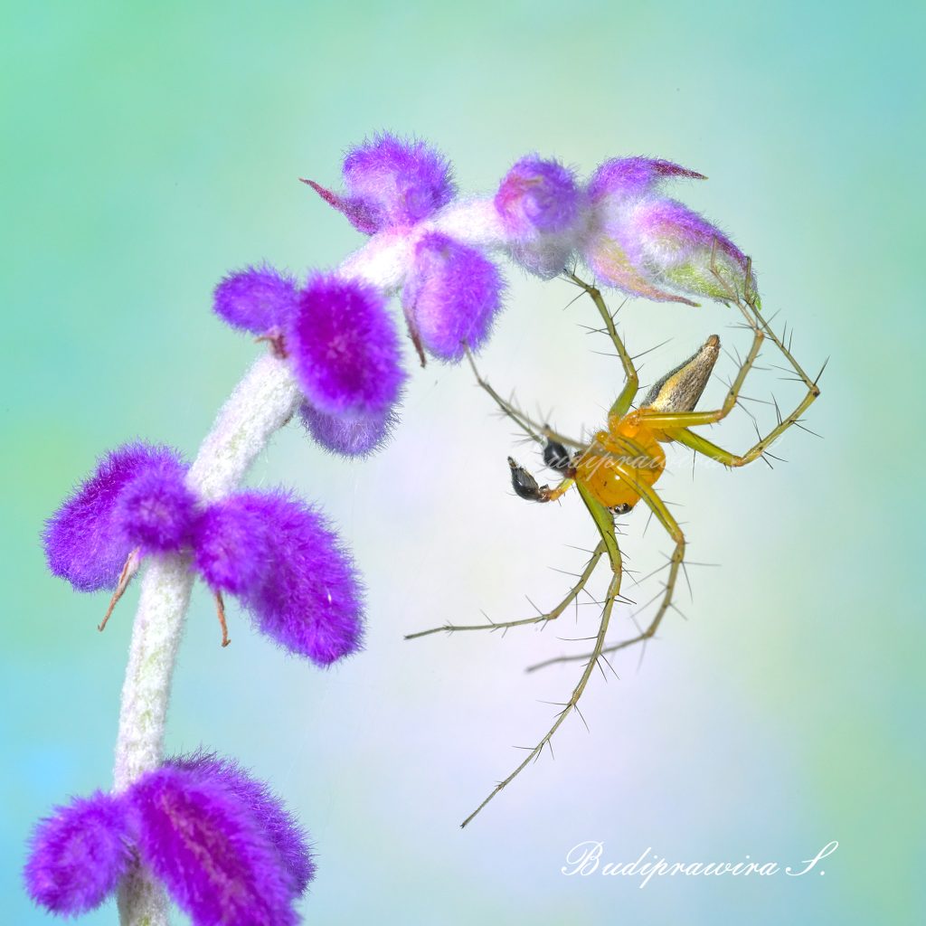 Lynx Spider macro photography 9805