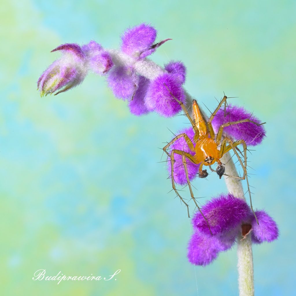 Beautiful composition of Lynx Spider macro photography 9834