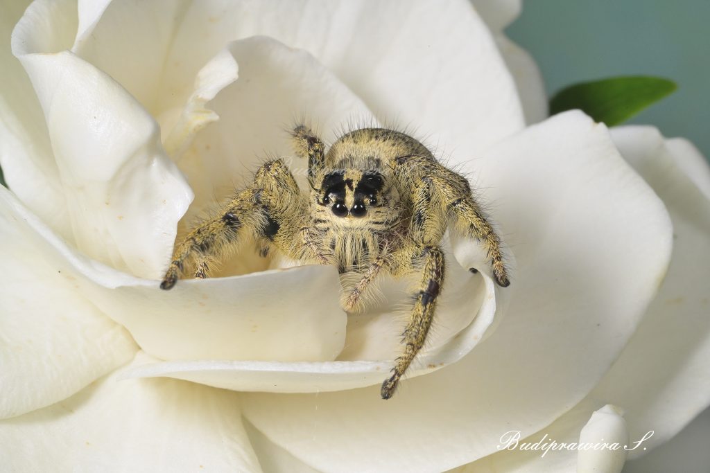 Macro photograph of Hyllus Diardi 9888