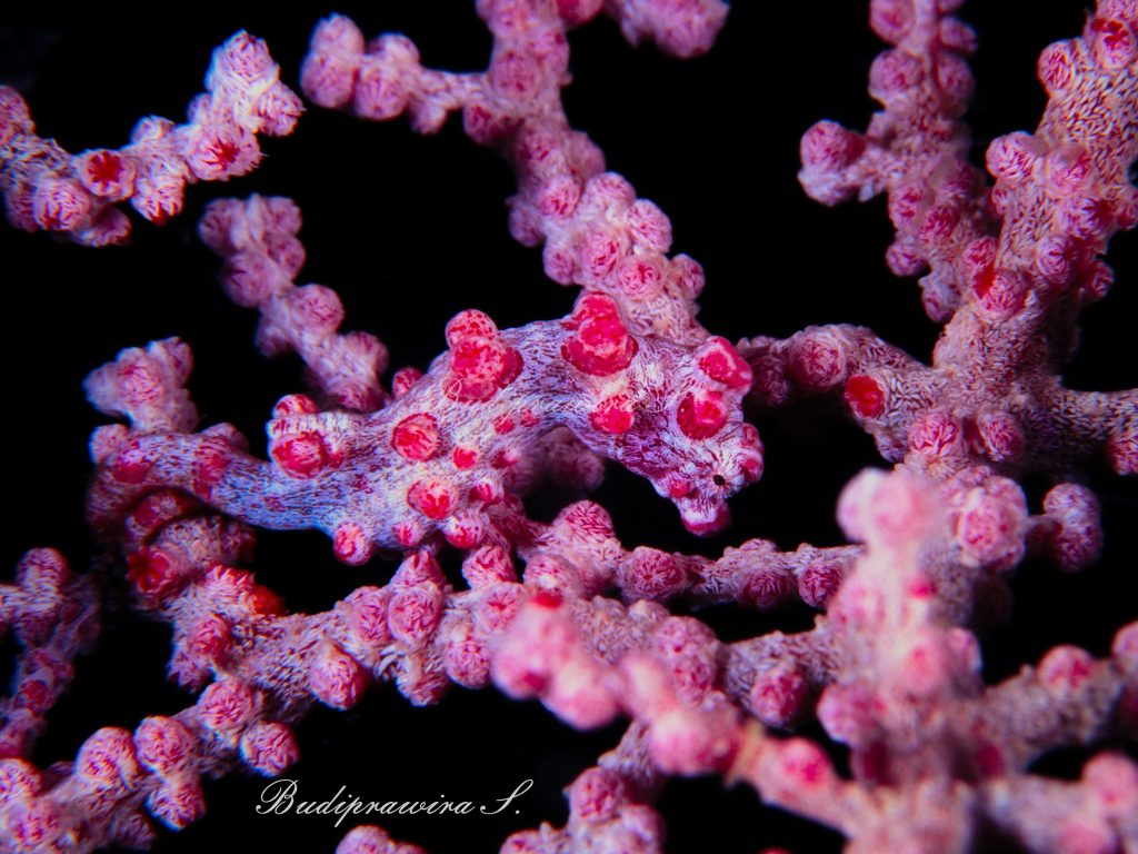 Pigmy Seahorse Macro Underwater Photography DSZ 3029