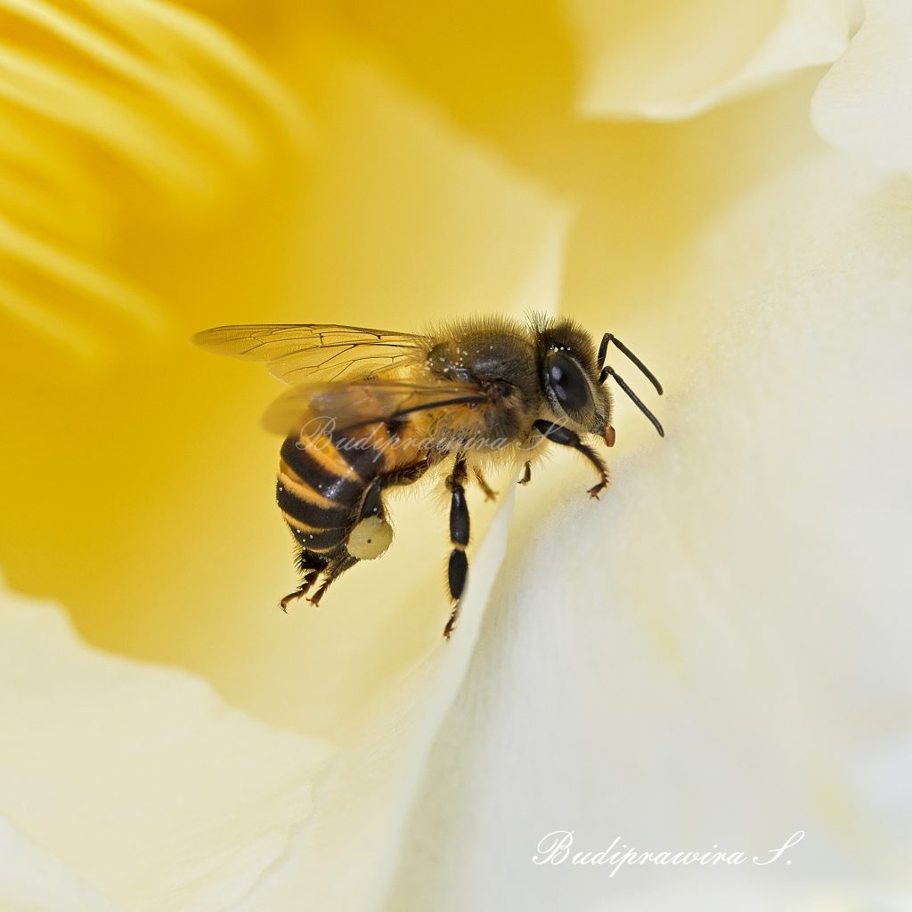bee photo art bee insect photography web digital download DSZ_4146