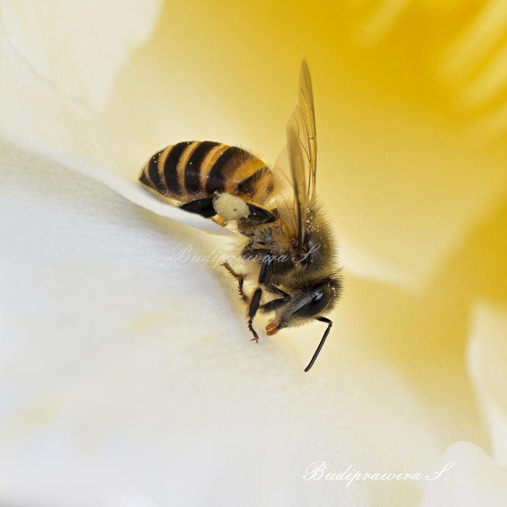 bee and Beauty Berries Digital Photo DSZ_4147