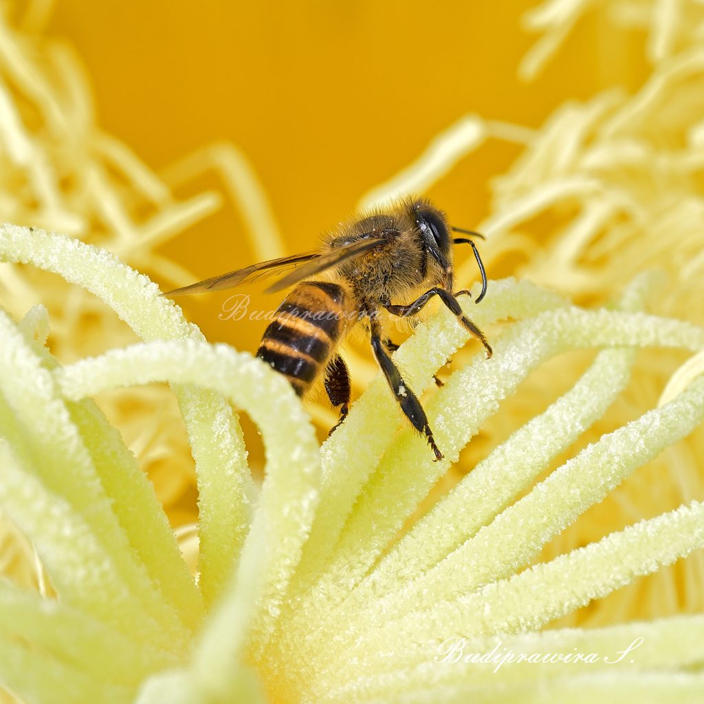 Bee macro photo wallpaper digital print, Instant Download DSZ_4158