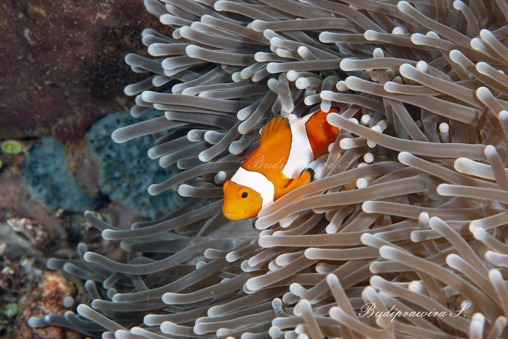 Underwaterclownfish macro photo wallpaper digital print DSC_1181