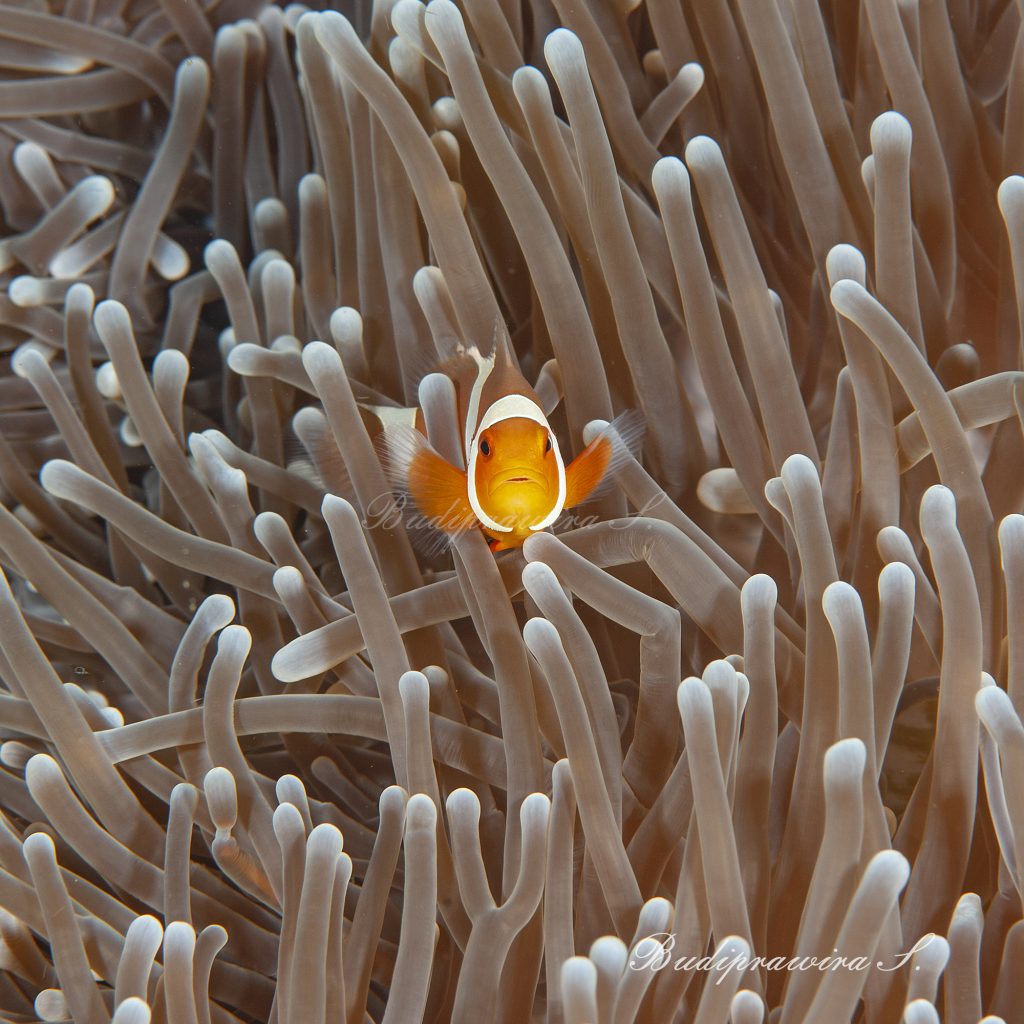 Underwater clownfish macro photo wallpaper DSC_1182
