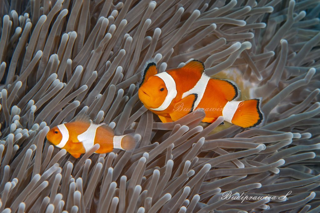 Underwater clownfish Nature Photography DSC_1183