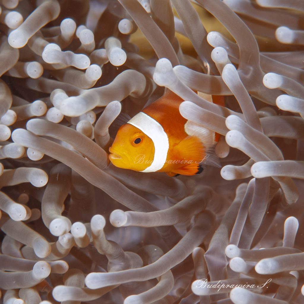 Underwater clownfish Colorful Digital Print DSC_1187