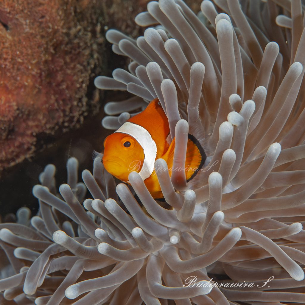 Underwater clownfish Photography Backdrop Background Digital DSC_1191