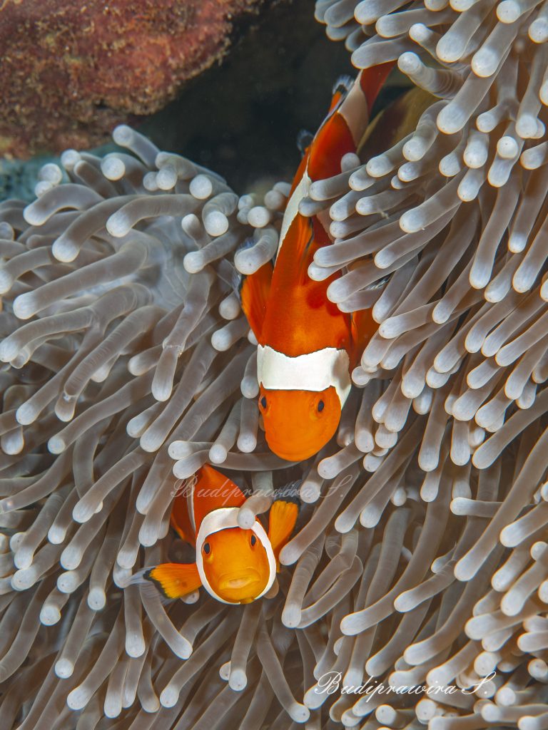 Underwater clownfish Photo Printable Wall Art Digital Download Pollinating clownfish DSC_1197