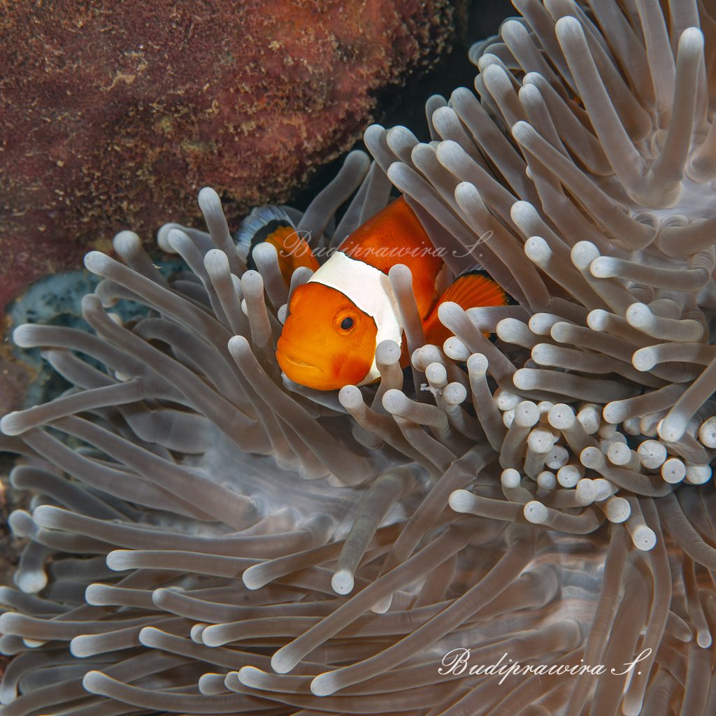 Underwater clownfish Macro Photography Printable Wallpaper Decoration Instant Download DSC_1198