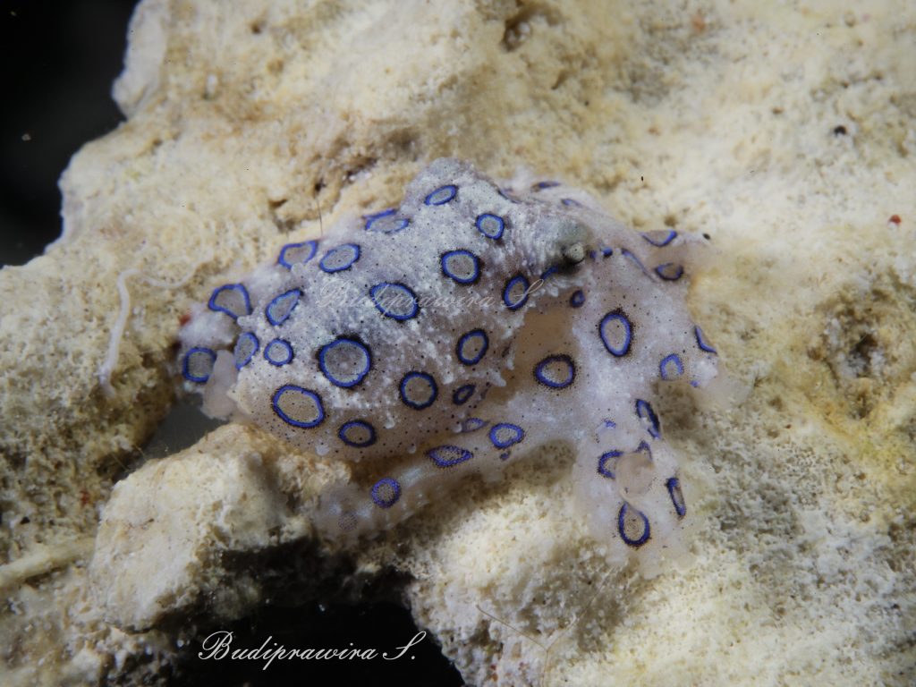 Blue ring Octopus Digital Download Underwater Macro Photography
