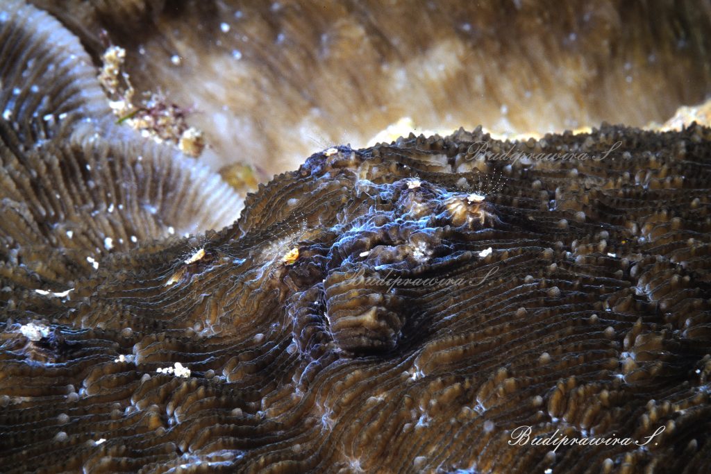 Digital Download Expressions Earth Macro Underwater Photography