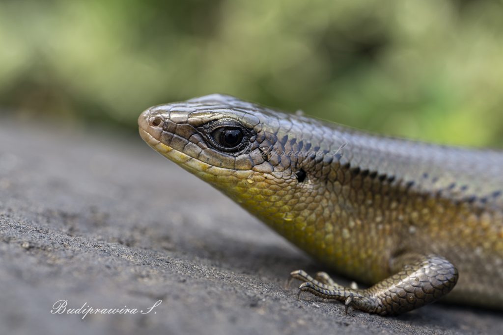 Gecko Lizard Macro Photography Backdrop Background Digital DZ9_3447