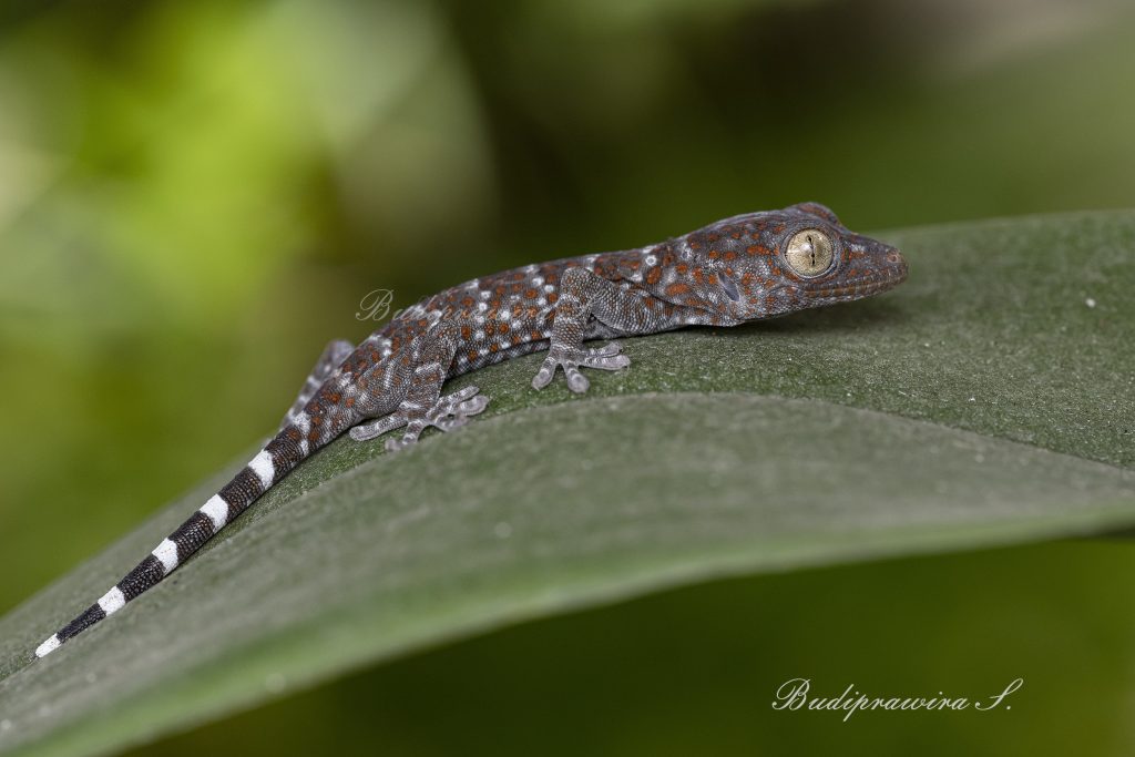 Gecko Lizard DZ9_8348