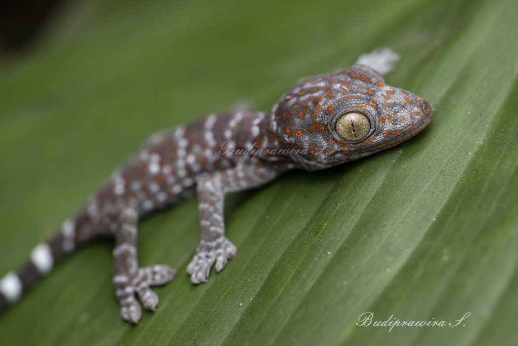 Gecko Lizard Macro Photography DZ9_8458