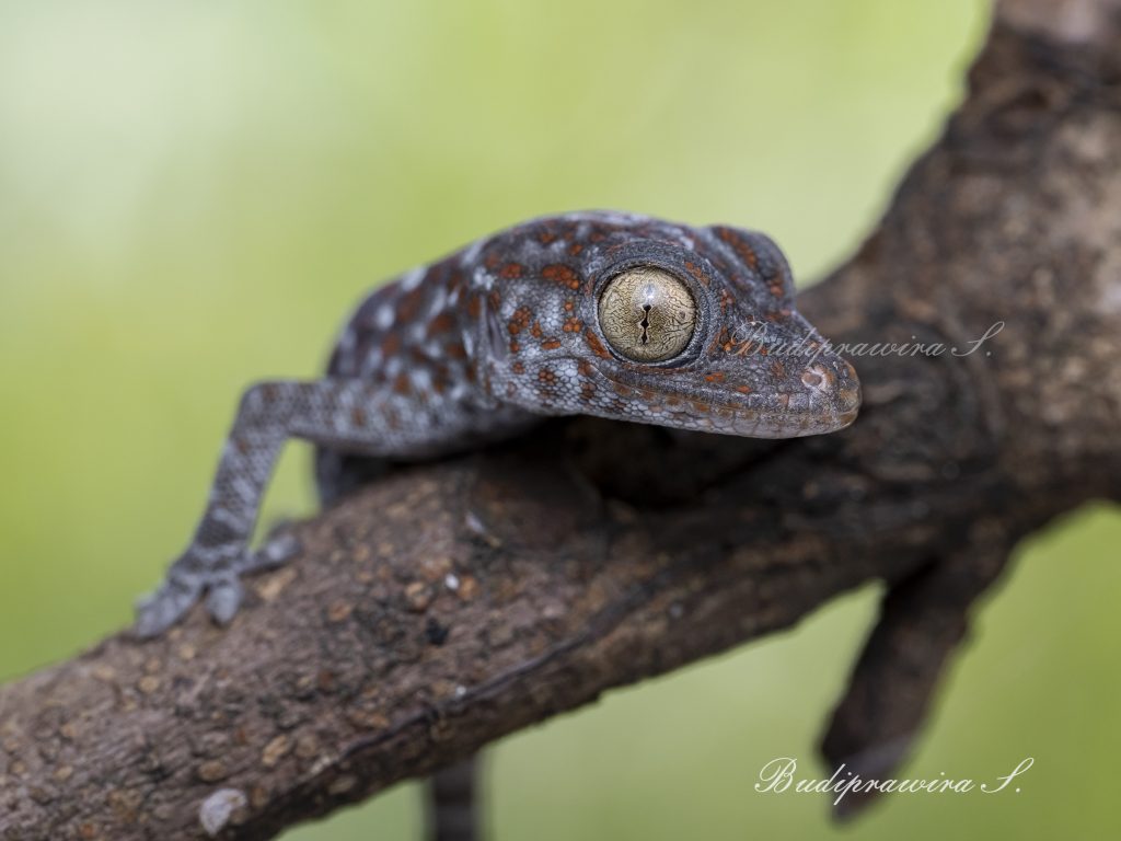Beautiful composition of Gecko Lizard  macro photography DZ9_8634