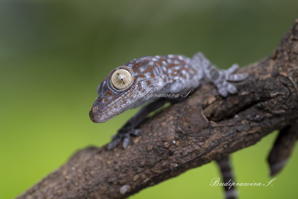 Gecko Lizard on Flower Photograph  DZ9_8637