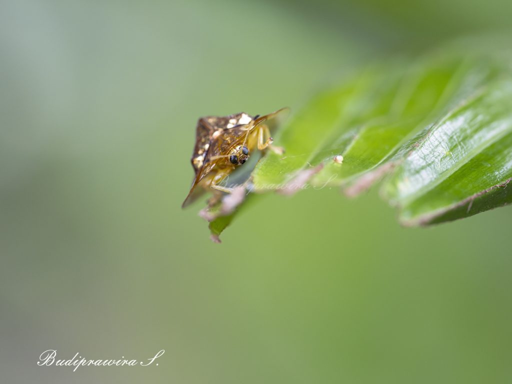 Original macro photography of Beetle 2DZ_0844