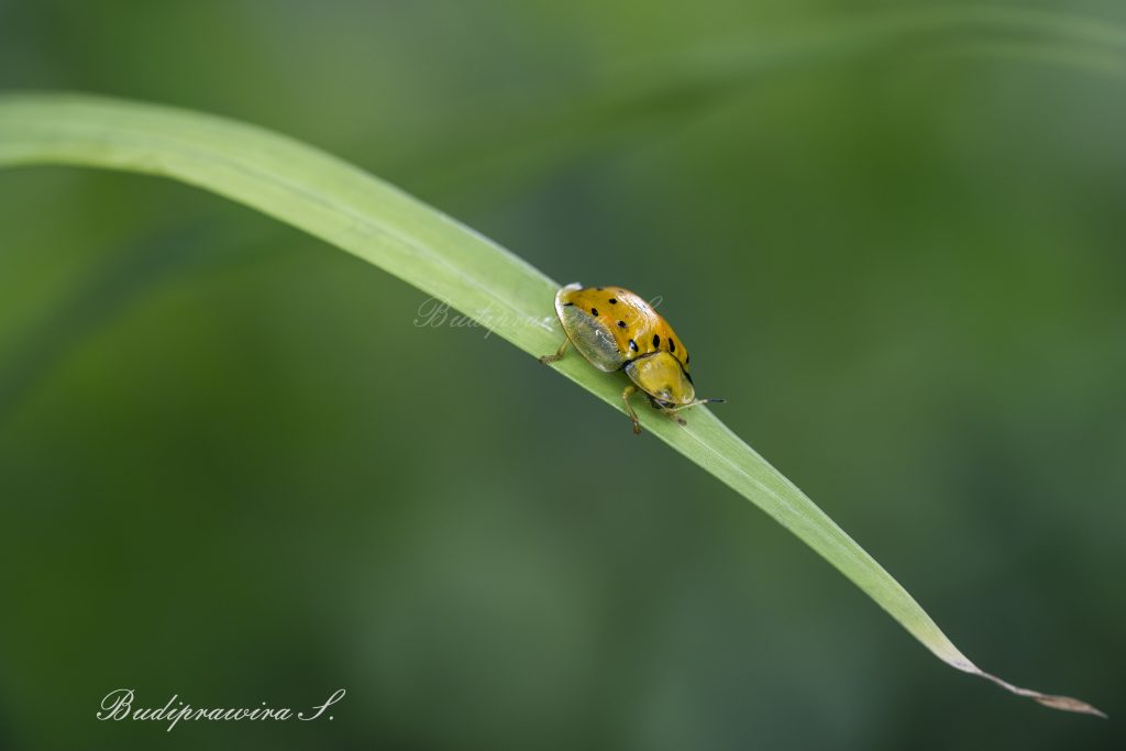 Beetle Beautiful Nature Image 2DZ_1010