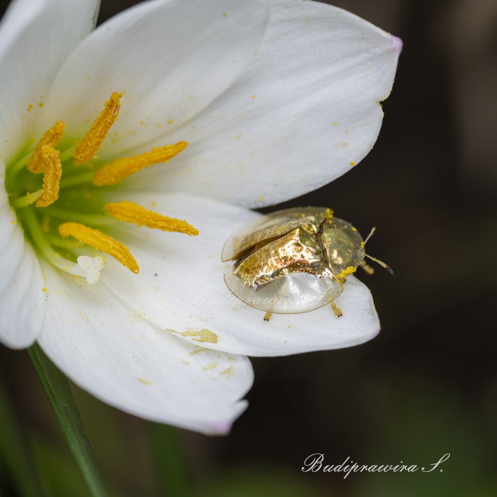 Beetle Nature Photography 2DZ_1236