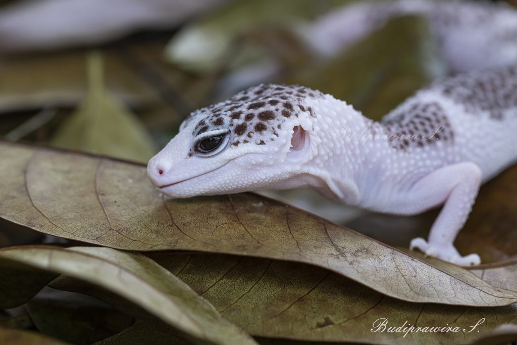 leopard gecko prints nature macro photography 2DZ_1751
