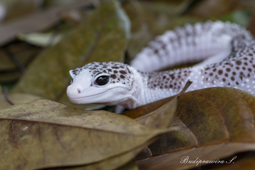 High resolution image of Leopard gecko 2DZ 1762