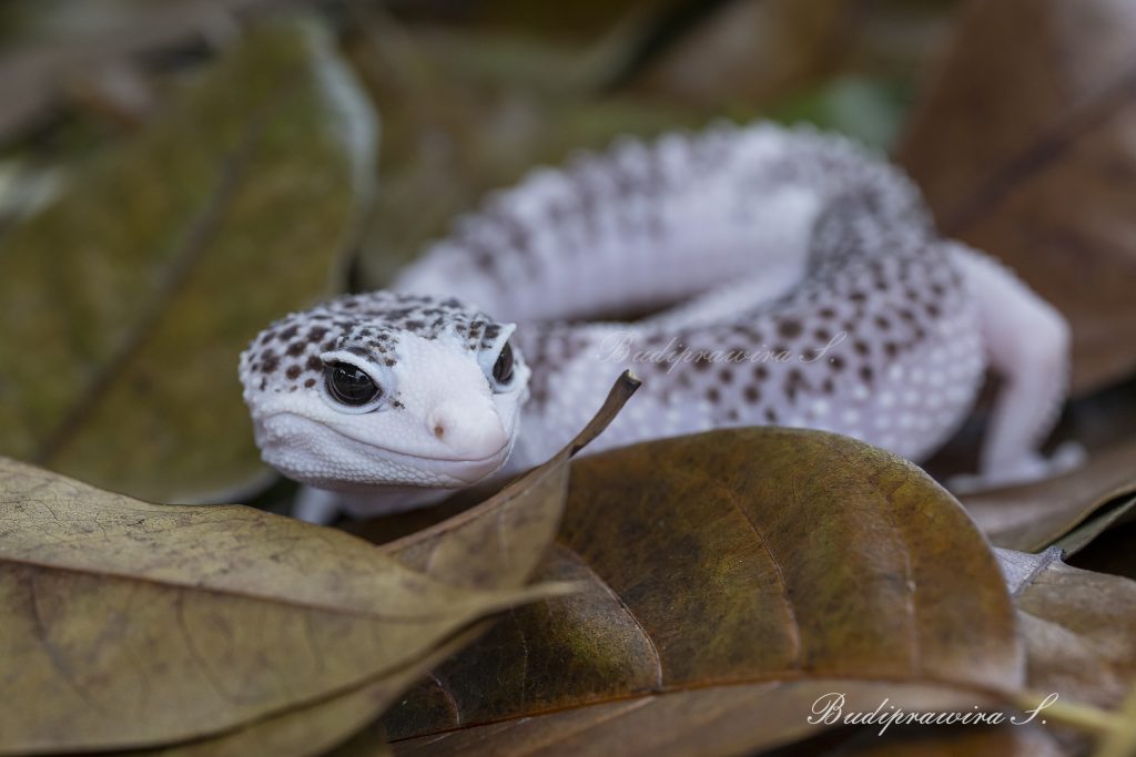Original macro photography of Leopard gecko 2DZ 1764