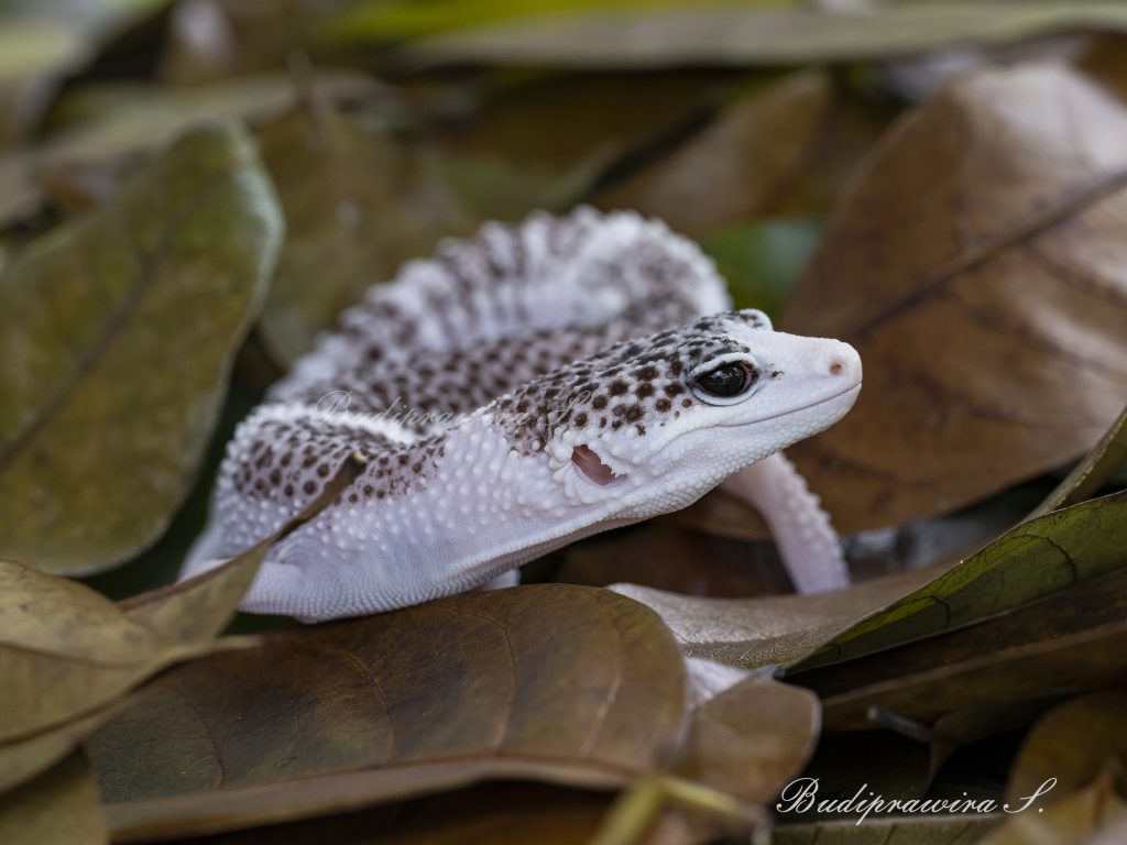 Leopard gecko Colorful Digital Print 2DZ_1766