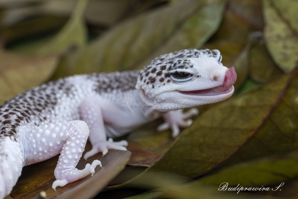 Leopard gecko Beautiful Nature Image 2DZ_1789