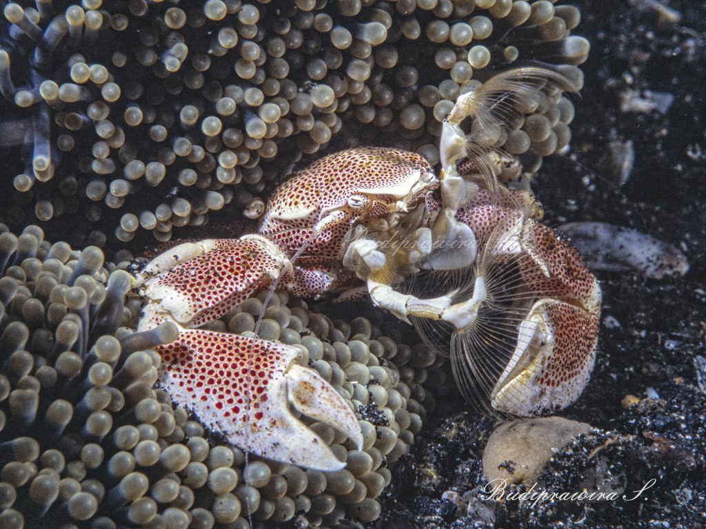 Porcelain Crab Macro Underwater Photography DSC_2540