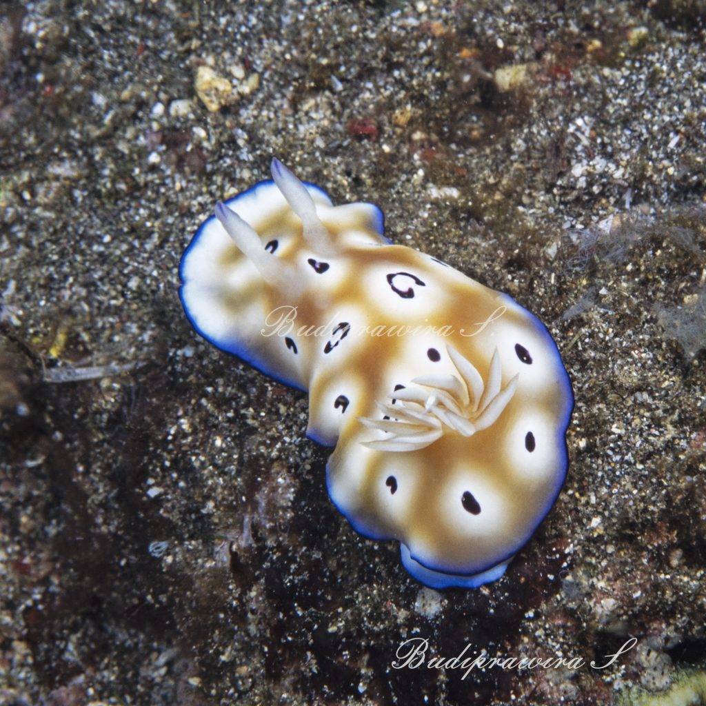 Nudibranch Digital Download Underwater Macro Photography DSC 2544