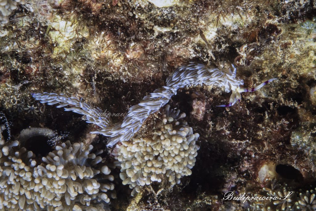 Nudibranch Underwater nature print macro photography printable  DSC 2550