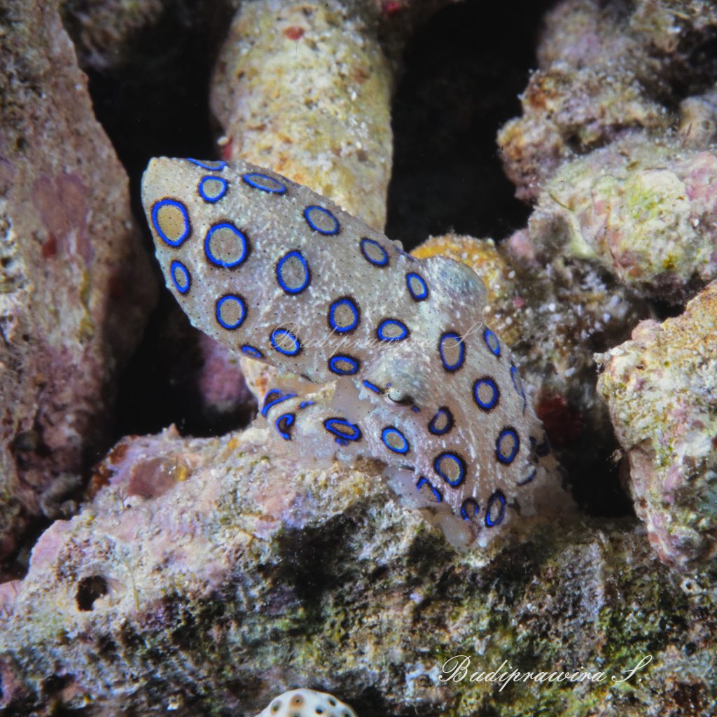 Bluering Octopus Macro Underwater Photography DSC 2570
