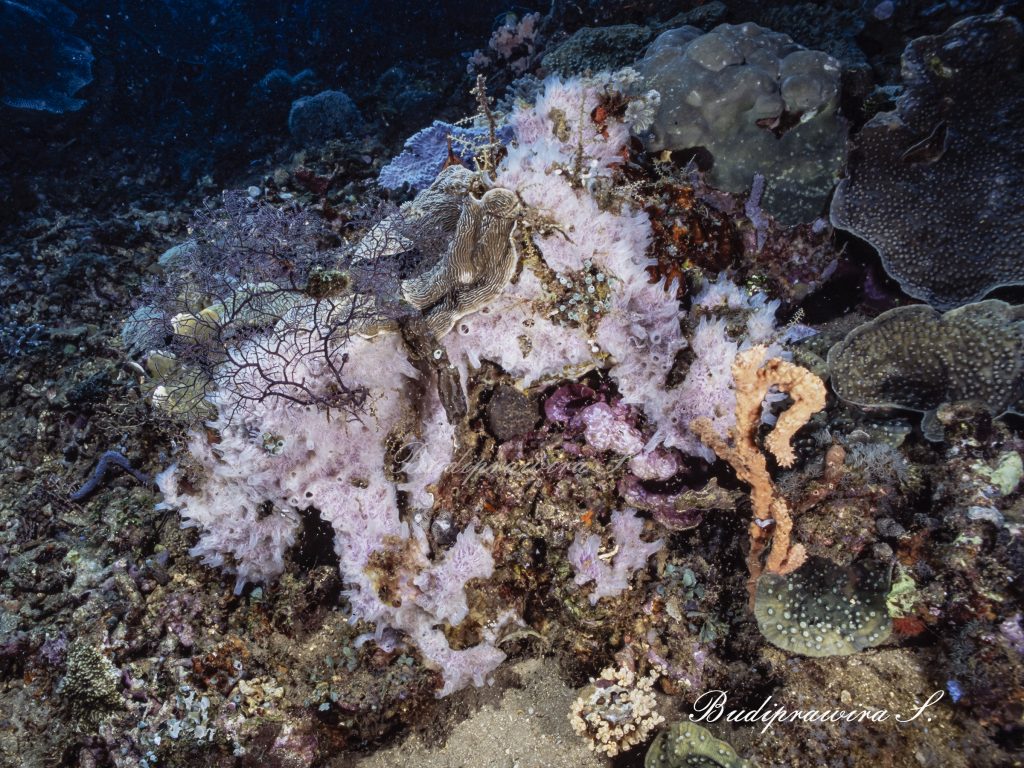 Corals Digital Download Fish Macro Underwater Photography DSC 2581